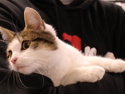 Łódź. Jadzia ze schroniska czeka na nową rodzinę