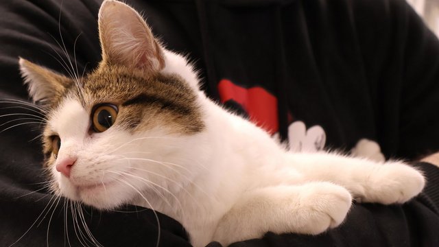 Jadzia ze schroniska w Łodzi czeka na nową rodzinę. Kto stworzy jej bezpieczny dom? 