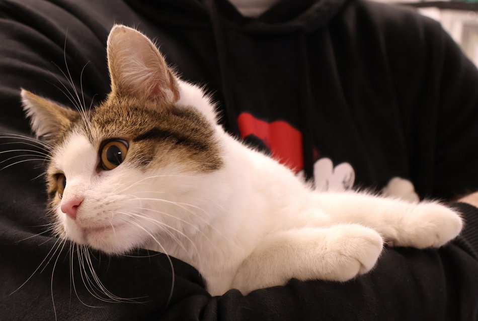 Łódź. Jadzia ze schroniska czeka na nową rodzinę