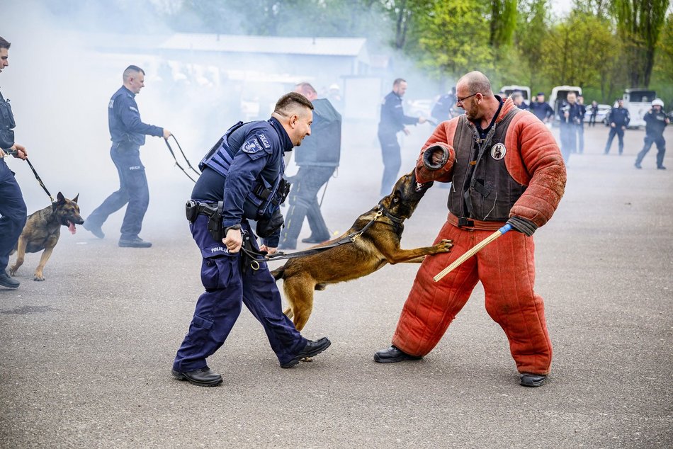 Łódź. Zwierzęta Straży Miejskiej na szkoleniu