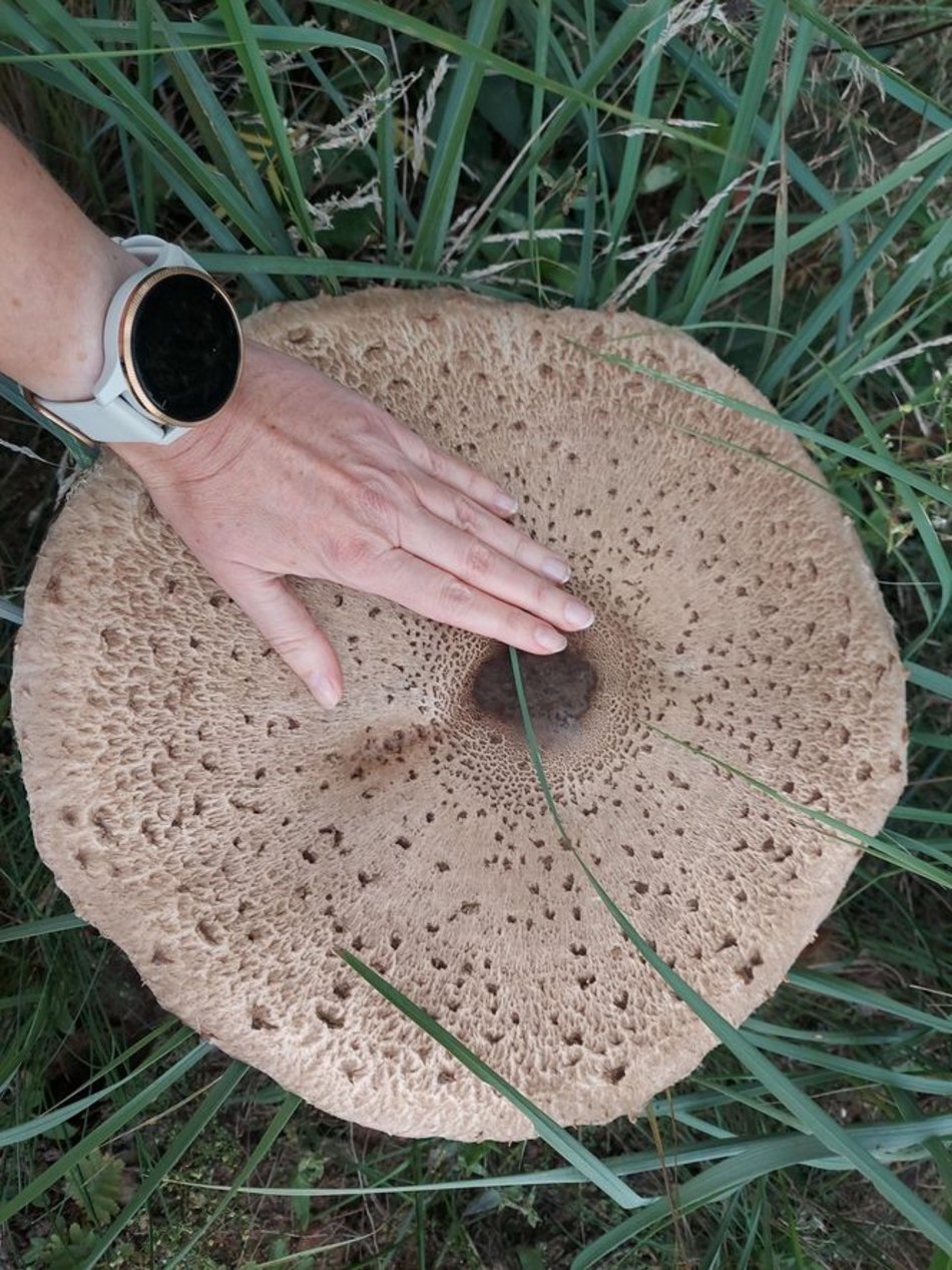 Łódź. Na grzybobranie tylko z taczką! Gigantyczna kania znaleziona w Łódzkiem