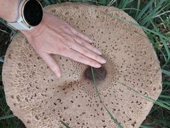 Łódź. Na grzybobranie tylko z taczką! Gigantyczna kania znaleziona w Łódzkiem