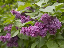 Setki nowych drzew i morze kwiatów w Łodzi. Na których osiedlach pojawią się nasadzenia?