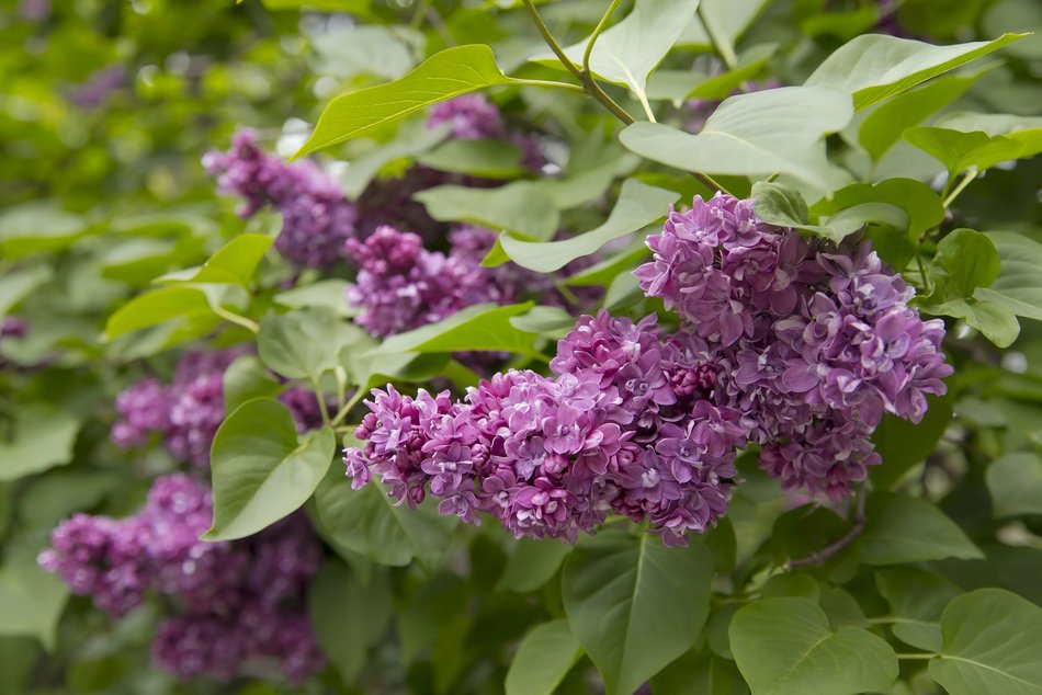 Setki nowych drzew i morze kwiatów w Łodzi. Na których osiedlach pojawią się nasadzenia?