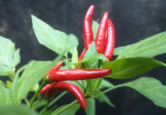 Papryka Piri Piri