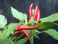 Papryka Piri Piri