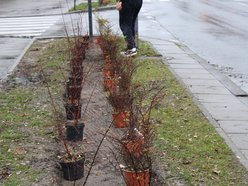 Sadzenie krzewów wzdłuż ulicy Retkińskiej