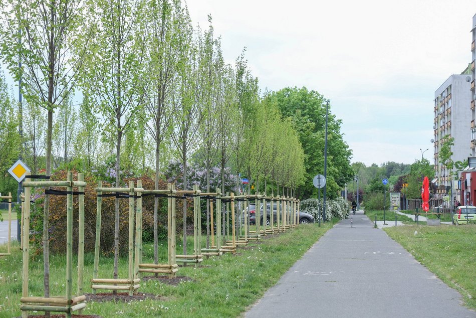 Łódź. Aż 100 nowych drzew na Olechowie w Łodzi! To Łodzianie wybrali lokalizację w plebiscycie
