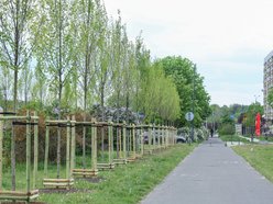 Łódź. Aż 100 nowych drzew na Olechowie w Łodzi! To Łodzianie wybrali lokalizację w plebiscycie
