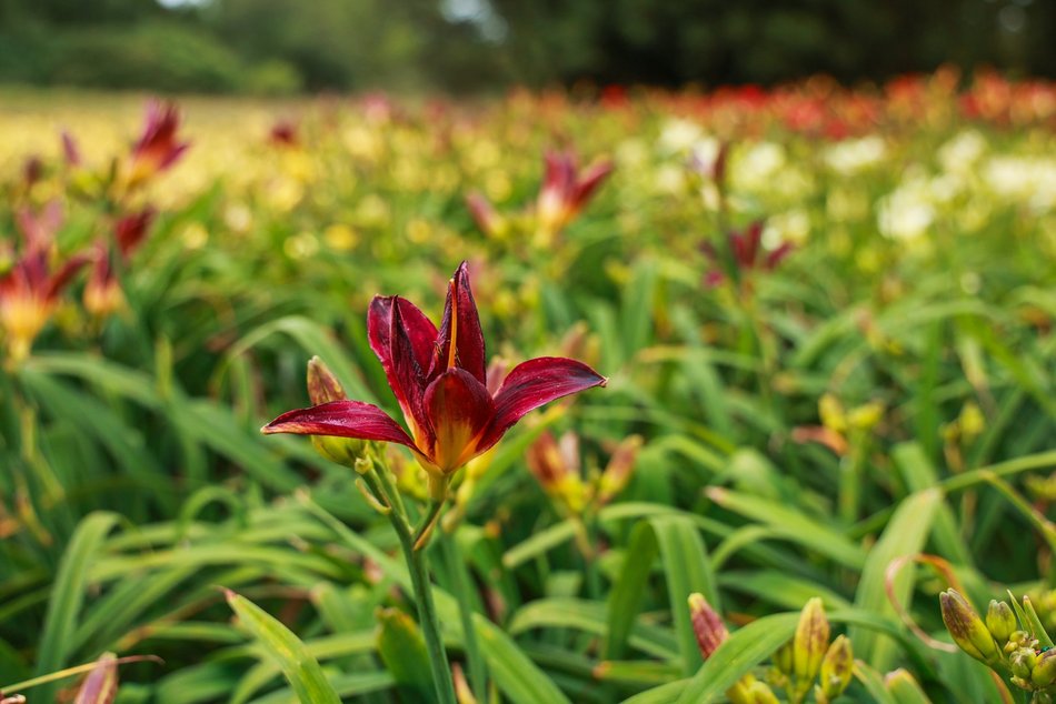 Łódź. Liliowce zachwycają w Ogrodzie Botanicznym w Łodzi. Widok zapierający dech!