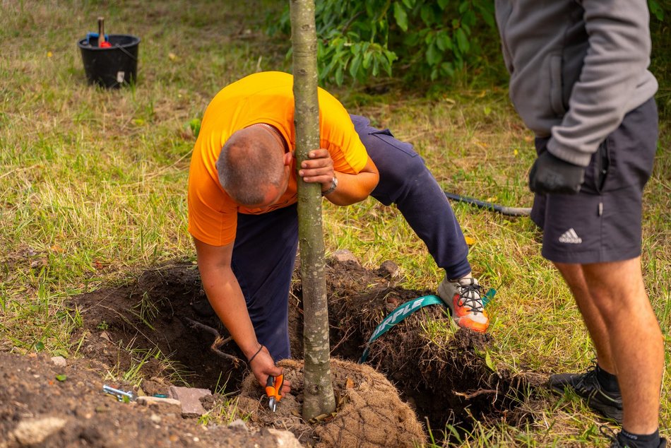 Wojska Polskiego w Łodzi jeszcze bardziej zielona! Przybyło 300 nowych drzew