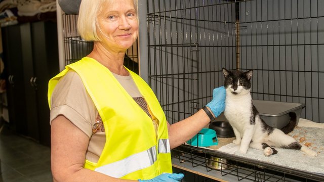 Лодзь піклується про котів не лише у Всесвітній день кота. Ось що місто робить, щоб допомогти цим тваринам! [СПИСОК]