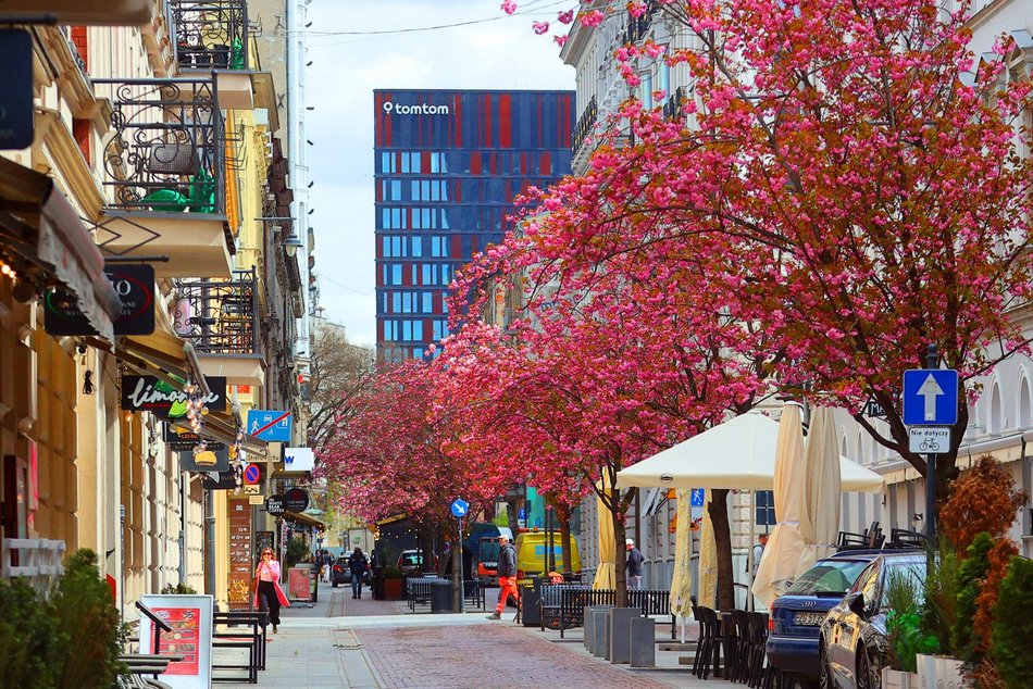 Przepiękne wiśnie kwitną na woonerfie Traugutta