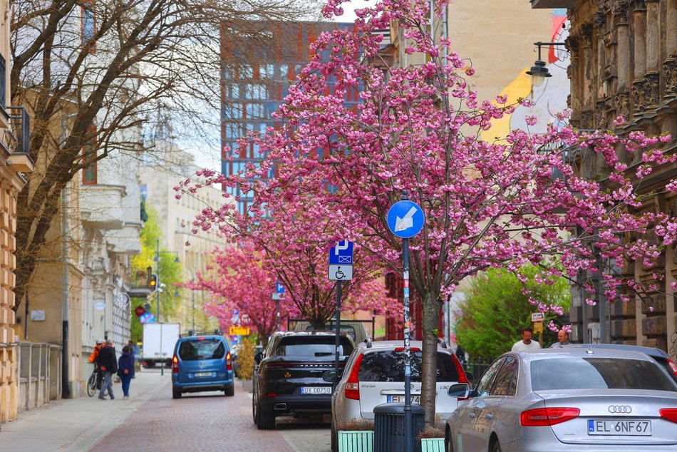 Przepiękne wiśnie kwitną na woonerfie Traugutta