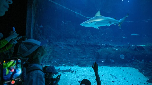 День народження Лодзі в Orientarium Zoo Łódź. Проведіть ніч у підводному тунелі та спостерігайте за акулами!