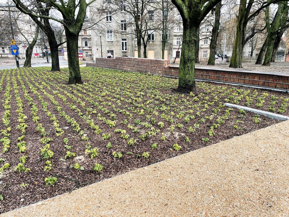 Park Staromiejski - nasadzenia zieleni