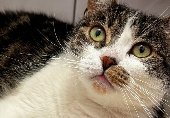 Łódź. Kitka to prawdziwa Miss Schroniska w Łodzi. Na nowy dom czeka zdecydowanie za długo!