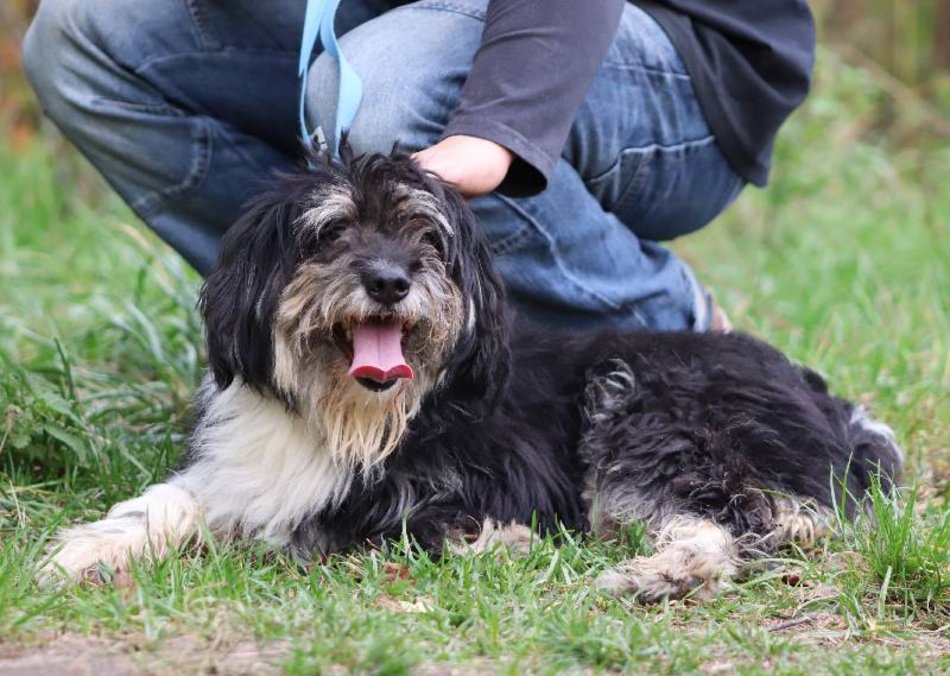 Łódź. Łaciaty ze schroniska w Łodzi to piesek po przejściach. On zasługuje na stały dom!