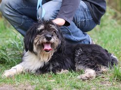 Łódź. Łaciaty ze schroniska w Łodzi to piesek po przejściach. On zasługuje na stały dom!