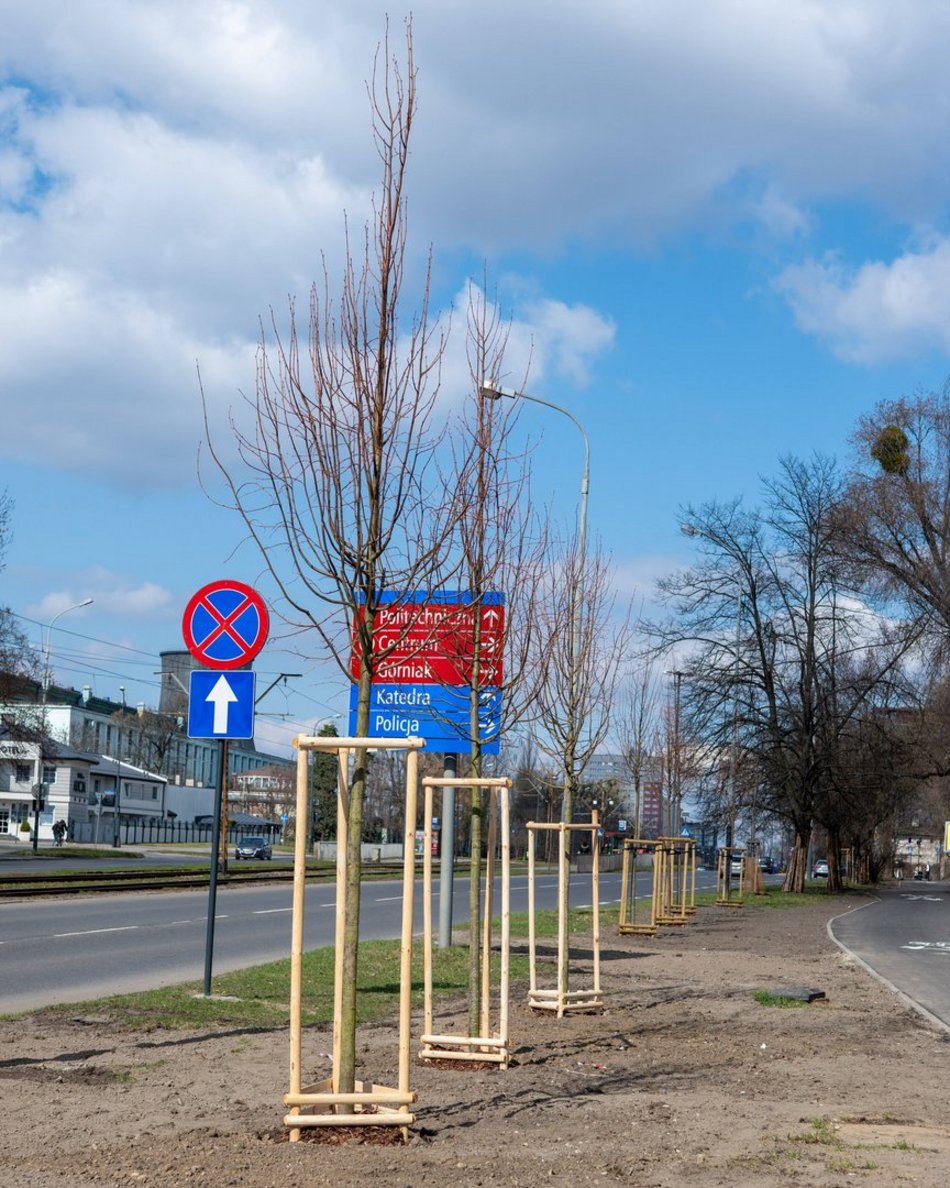 Łódź. Łódź zazieleni się na wiosnę! Zasadzono więcej drzew przy Różyckiego