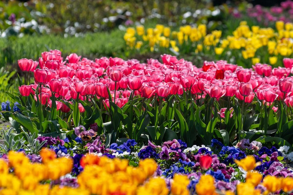 Łódź. Tysiące tulipanów w Ogrodzie Botanicznym w Łodzi. Przyjdź i zobacz je na własne oczy!