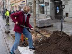 Łódź. Drzewa na Piotrkowskiej w Łodzi posadzone! Łodzianie uczestniczyli w imprezie