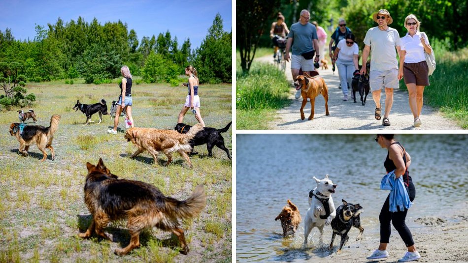 Łódź. Psiejski spacer na Uroczysku Lublinek w Łodzi. Kolejna odsłona wyjątkowej inicjatywy