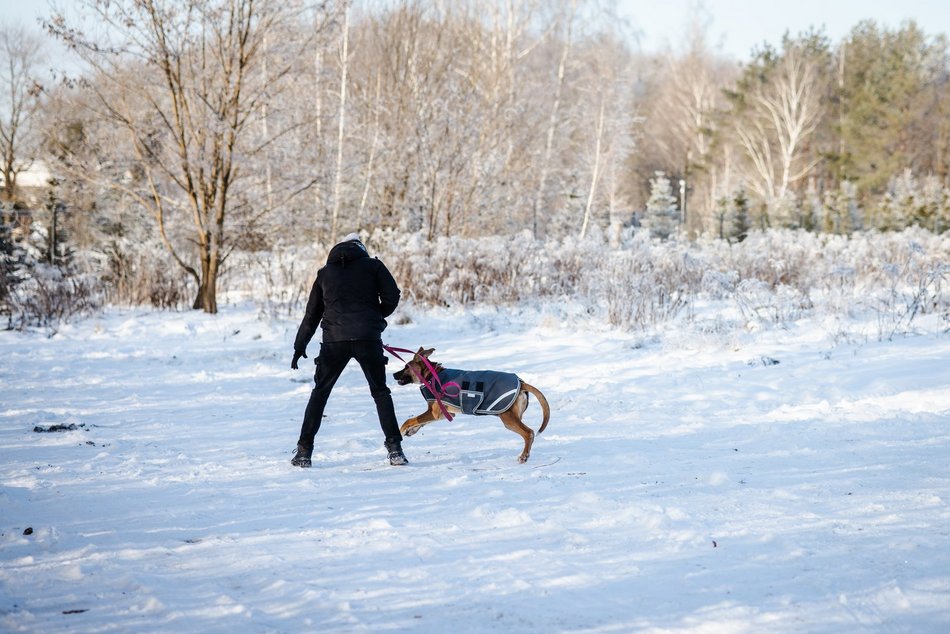 Łódź. Psy ze schroniska w Łodzi na spacerze