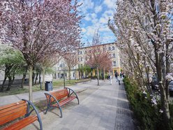 Łódź. Zobacz, jak skwer przy Kilińskiego i Rewolucji w Łodzi mieni się wszystkimi kolorami wiosny