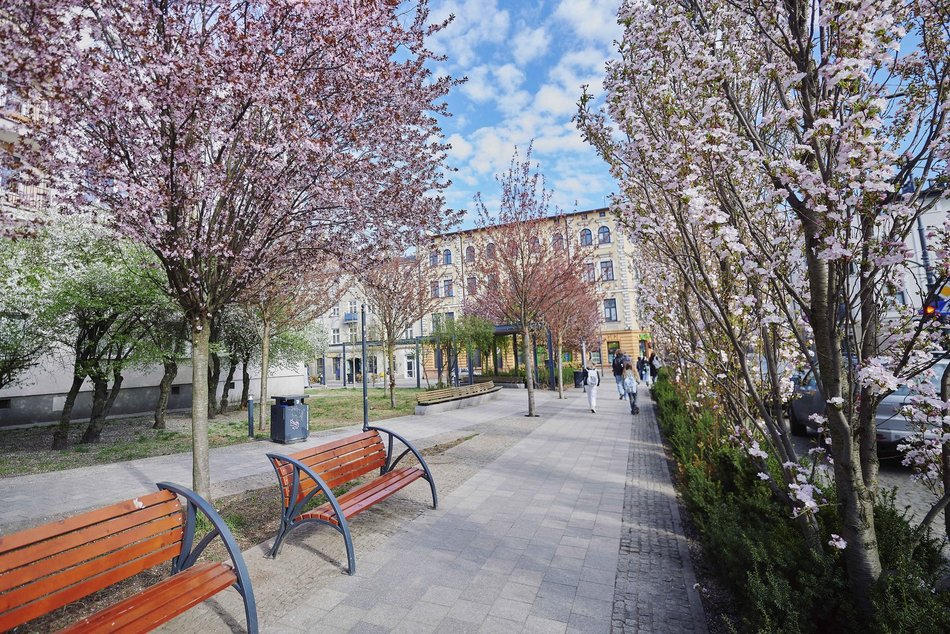 Łódź. Zobacz, jak skwer przy Kilińskiego i Rewolucji w Łodzi mieni się wszystkimi kolorami wiosny