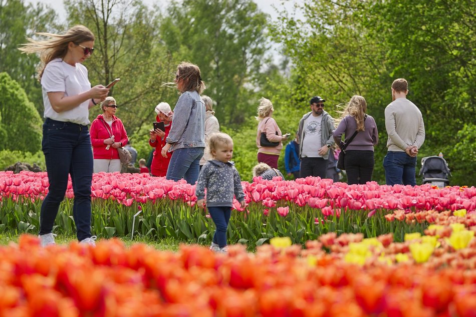 Kwitnące tulipany w Ogrodzie Botanicznym w Łodzi