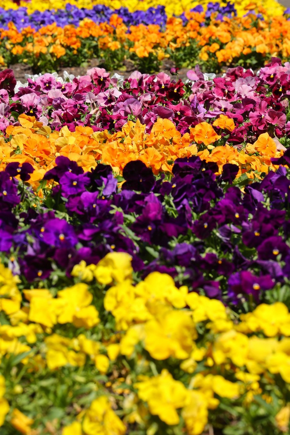 Ogród Botaniczny w Łodzi. Kwitnące rośliny