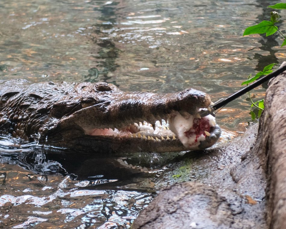 601. Urodziny Łodzi w Orientarium Zoo Łódź