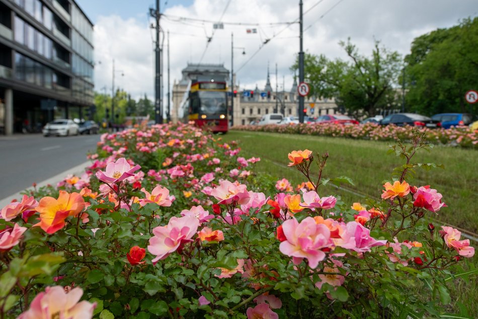 Tramwajem MPK Łódź wśród róż! Torowisko przy Północnej kwitnie na różowo