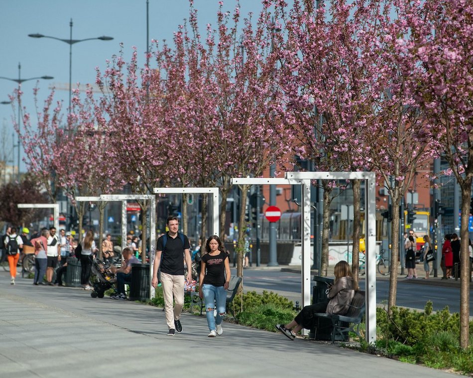Łódź. Różowa aleja w centrum miasta. Przy Piłsudskiego zakwitły wiśnie japońskie!