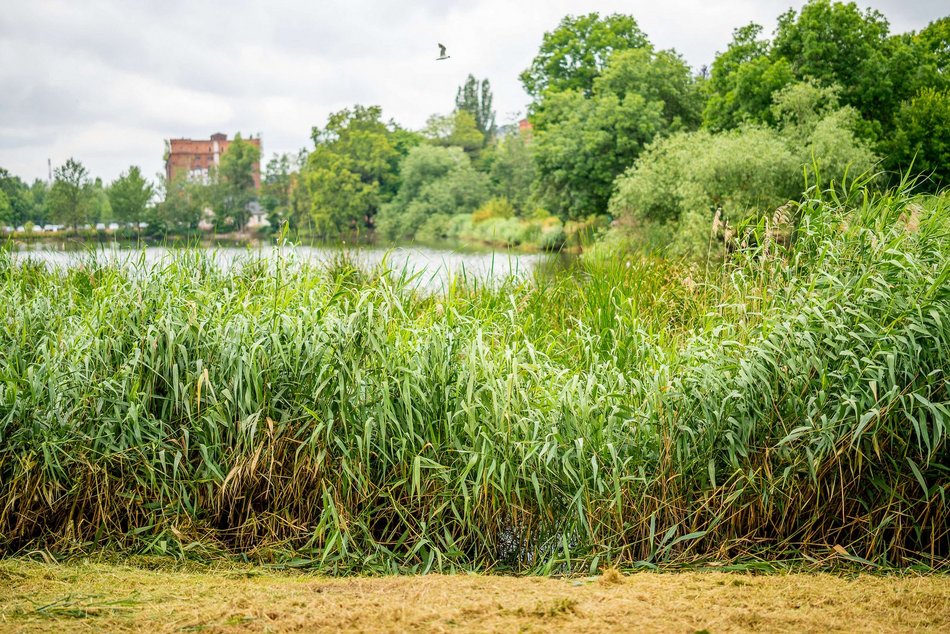 Łódź. Rewolucja przy Przędzalnianej w Łodzi. Zielona plaża, plac zabaw i pętla biegowa nad Jasieniem