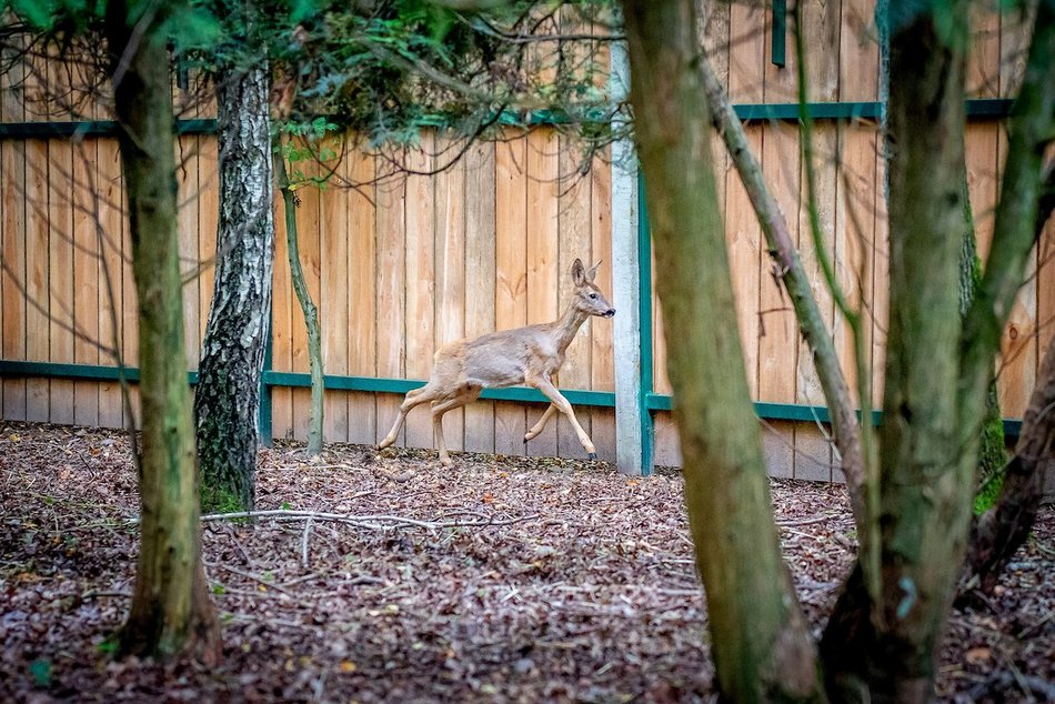 Łódź. Ośrodek Rehabilitacji Dzikich Zwierząt pomaga kolejnym podopiecznym