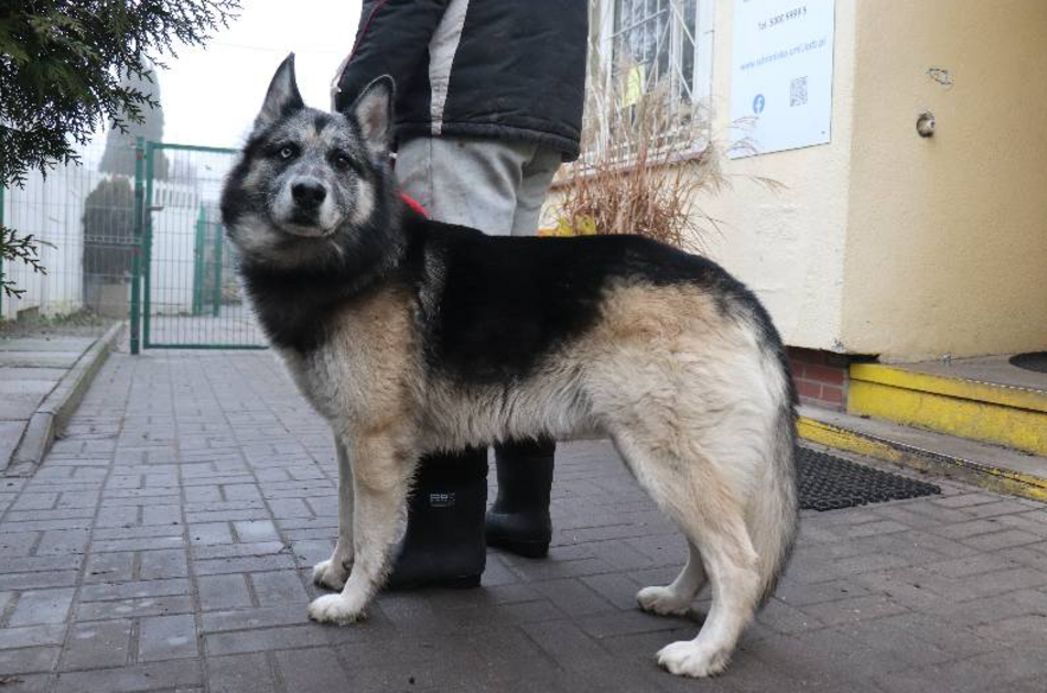 Leon to stały bywalec schroniska w Łodzi. Nie pozwól zostać mu tam ani dnia dłużej!