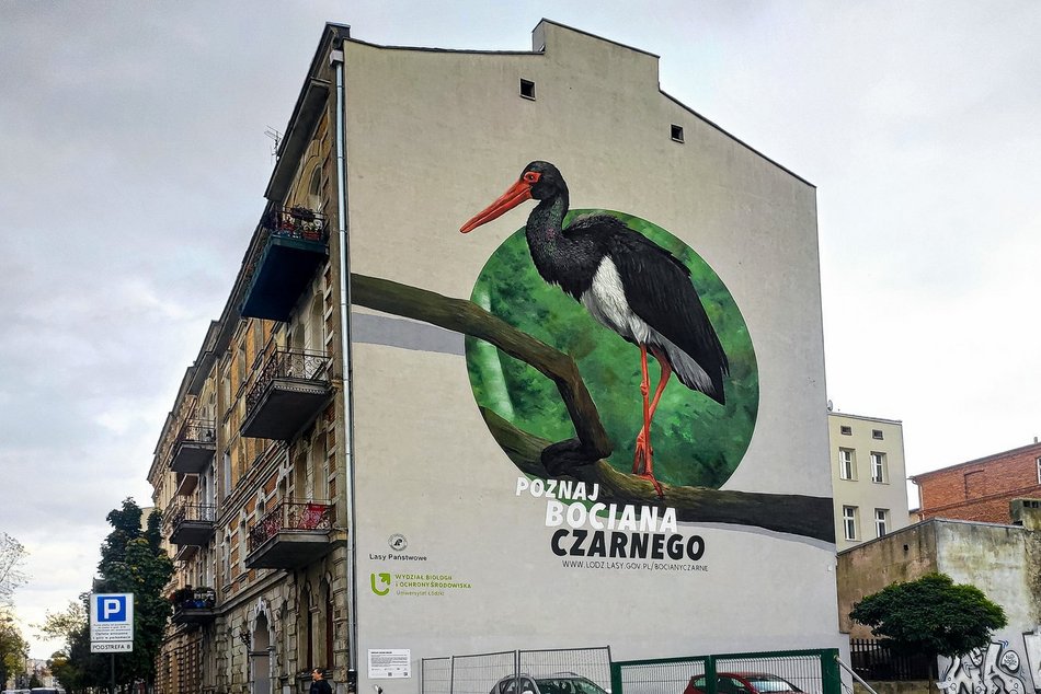 Łódź. Bocian w Łodzi