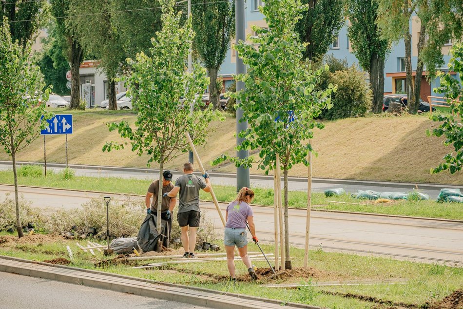 Nowe drzewa przy Wyszyńskiego w Łodzi. Lato na Retkini będzie jeszcze bardziej zielone
