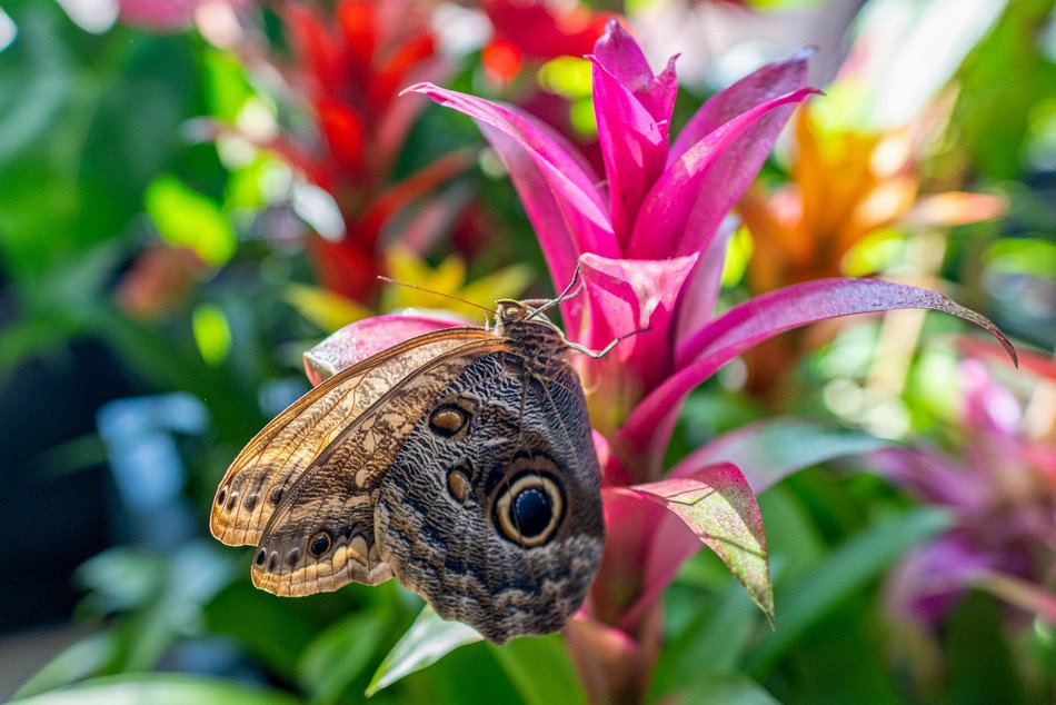 Łódź. Nowa motylarnia w Orientarium Zoo Łódź już otwarta! Największe takie miejsce w Polsce