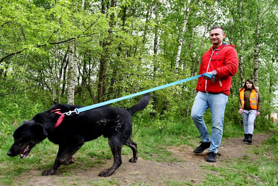 Łódź. Psy ze schroniska w Łodzi na spacerze z Łodzianami! Akcja "WYBIEGAJsŁODZIAKA" ma moc!