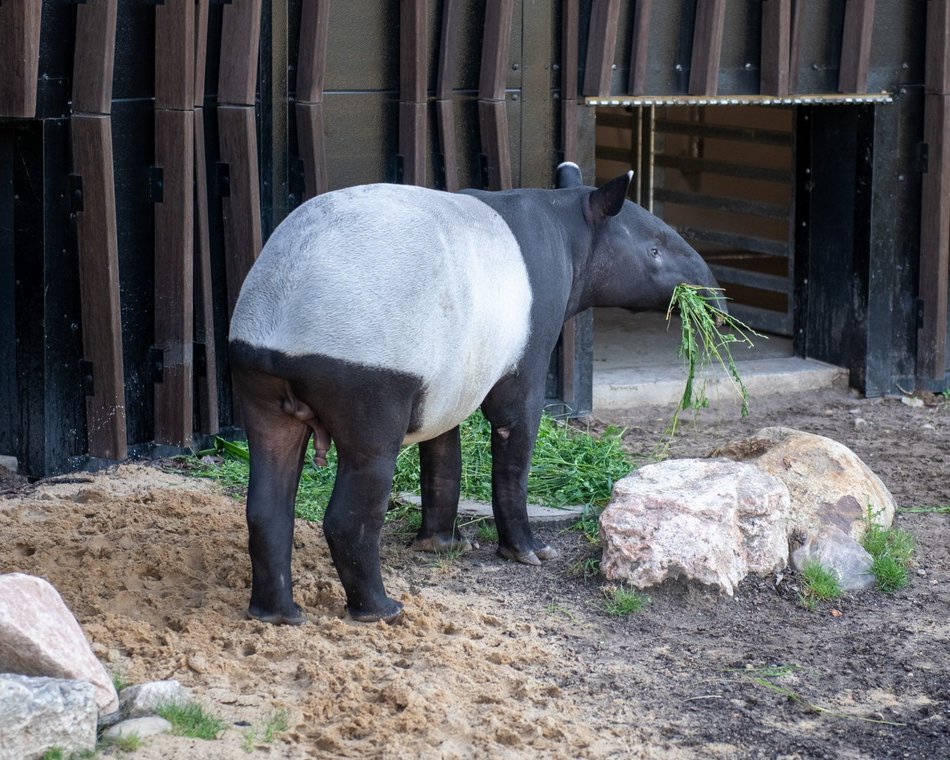 Nowy tapir w Orientarium Zoo Łódź