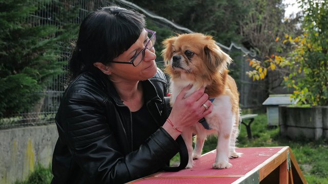 Ogólnopolski Dzień Kundelka. Schronisko w Łodzi zamieszkuje wiele z nich!