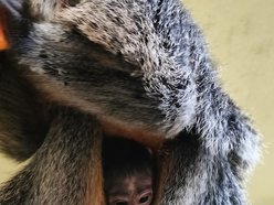 Nowy małpka Orientarium Zoo Łódź