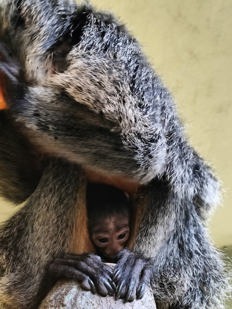 Nowy małpka Orientarium Zoo Łódź