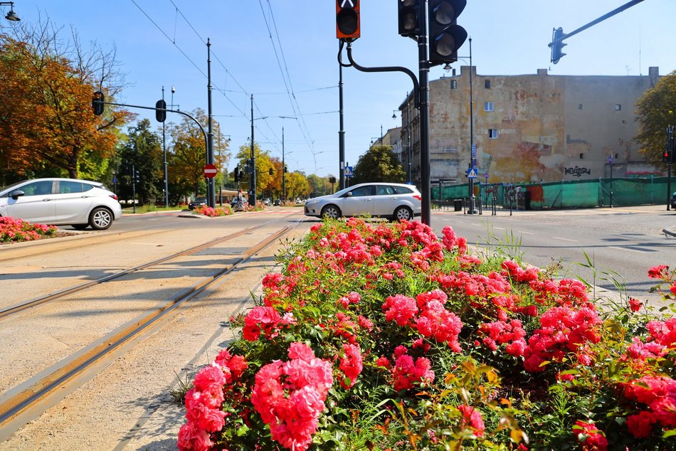 Coraz więcej zieleni w centrum Łodzi