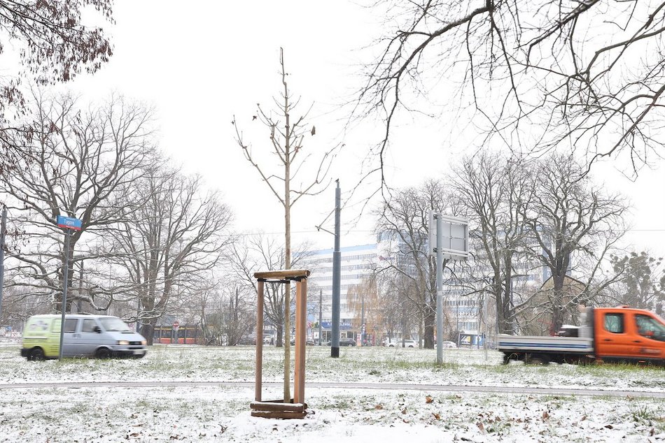 Łódź. Nowe nasadzenia w całym mieście