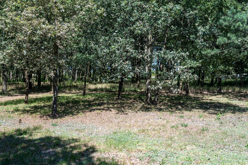 Ekopochówki w Lesie Pamięci - cmentarz Szczecińska