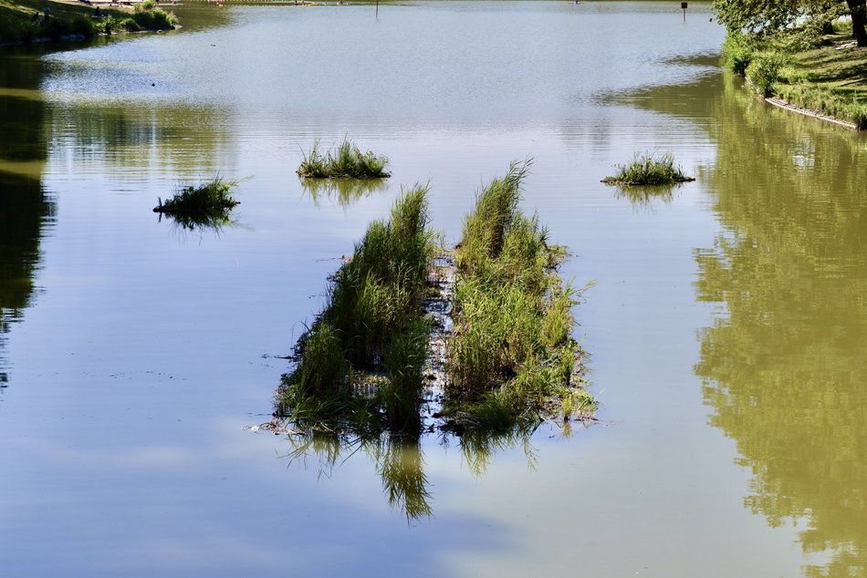Łódź. Trzy wyspy na stawie w Arturówku w Łodzi. Oczyszczą wodę i pomogą zwierzętom!
